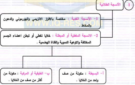 الأنسجة الطلائية
